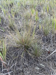 Festuca idahoensis