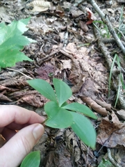 Isotria verticillata