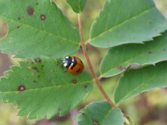 Coccinella transversoguttata