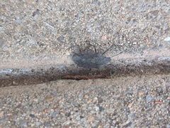 Brochymena quadripustulata