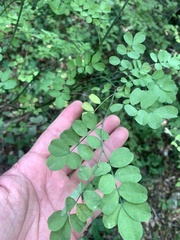 Hippocrepis emerus