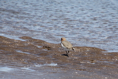 Charadrius falklandicus