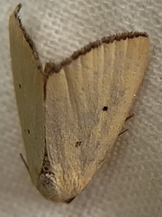 Marimatha nigrofimbria