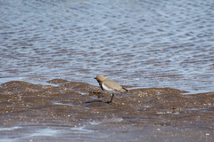 Charadrius falklandicus