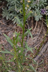 Erysimum capitatum