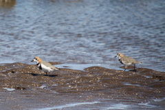 Charadrius falklandicus