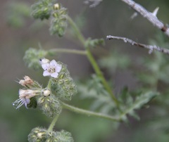 Phacelia ramosissima