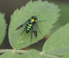 Condylostylus occidentalis