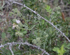 Phacelia ramosissima