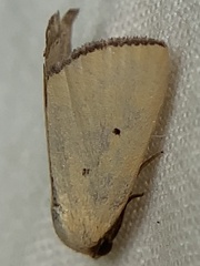Marimatha nigrofimbria