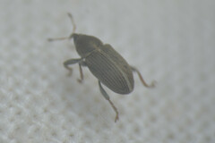 Tychius