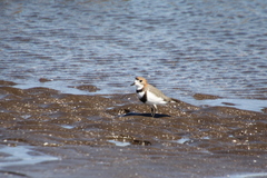 Charadrius falklandicus