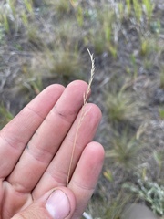 Festuca idahoensis