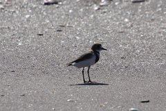Charadrius falklandicus