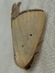 Marimatha nigrofimbria