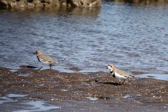 Charadrius falklandicus