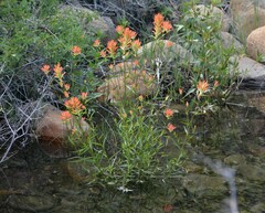 Castilleja miniata miniata