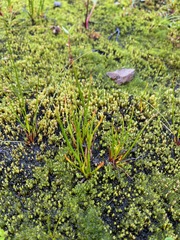 Juncus ensifolius
