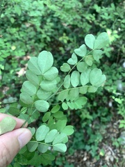 Hippocrepis emerus
