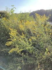 Solidago altissima