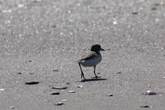 Charadrius falklandicus