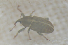Tychius
