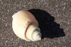 Buccinanops cochlidium