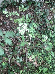 Hippocrepis emerus
