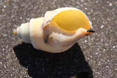 Buccinanops cochlidium