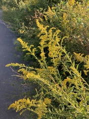 Solidago altissima