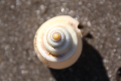 Buccinanops cochlidium