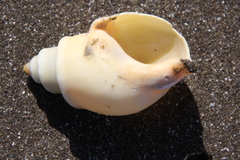 Buccinanops cochlidium