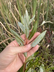 Salix petiolaris