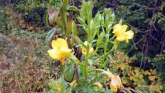 Oenothera biennis