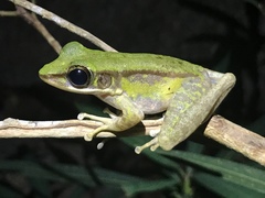 Odorrana hosii