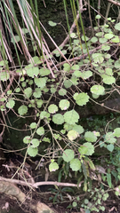 Rhabdothamnus solandri