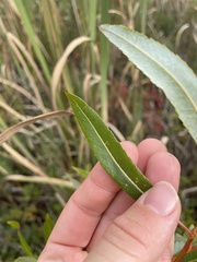Salix petiolaris