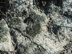 Xanthoparmelia cumberlandia