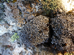 Cladonia strepsilis