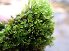 Fissidens osmundioides