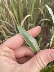 Salix petiolaris