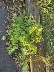Angelica archangelica