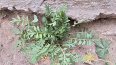 Lepidium didymum