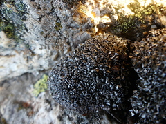 Cladonia strepsilis