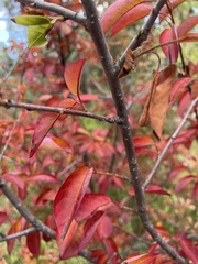 Prunus