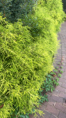Chamaecyparis pisifera