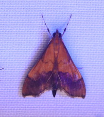 Pyrausta bicoloralis