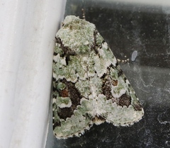 Lacinipolia laudabilis