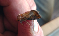 Argyrogramma verruca