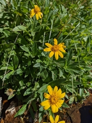 Arnica